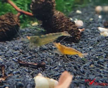 Amber Shrimps OE